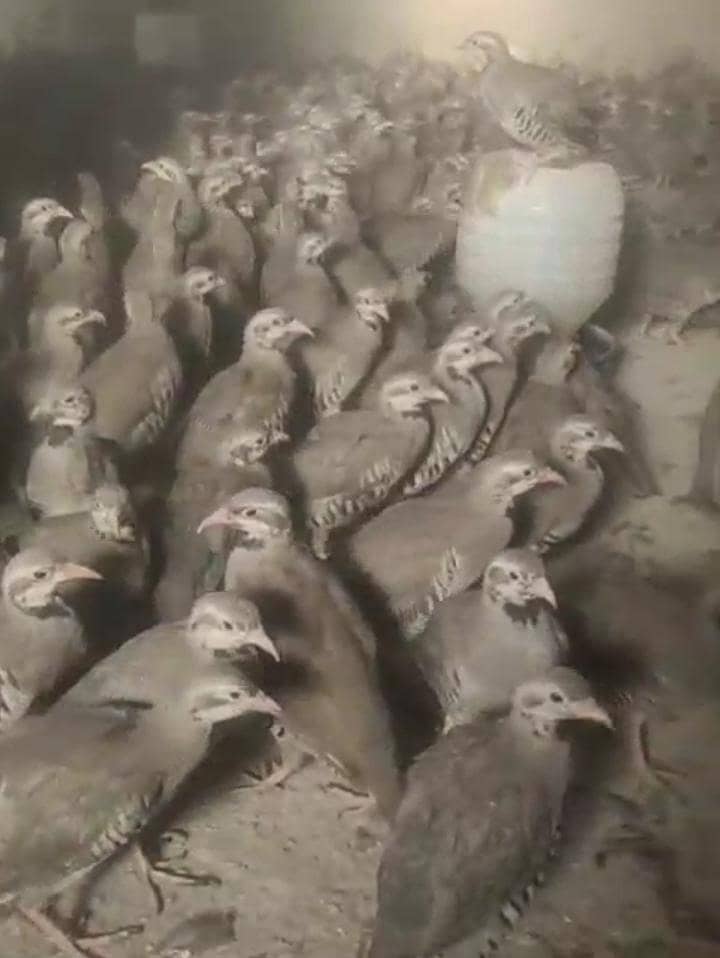 کابلی چکور پٹھے جوڑا 5 ماہ 8