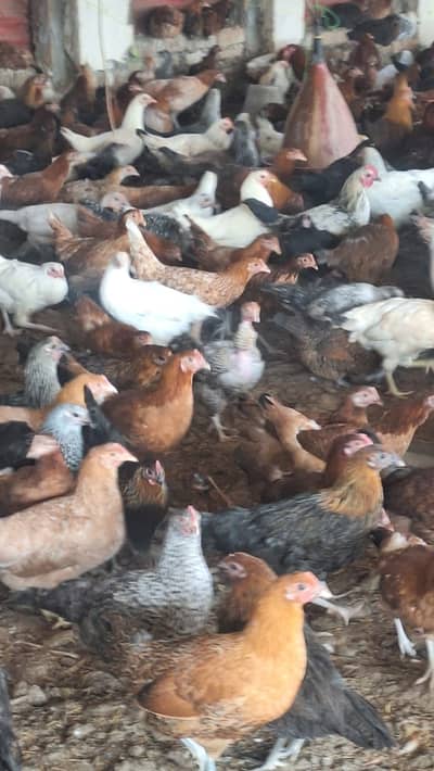desi murgha | golden misri hens | مرغیاں | hens | only bulk quantity
