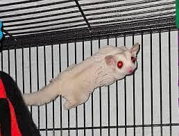 Sugar glider Adult Albino pair