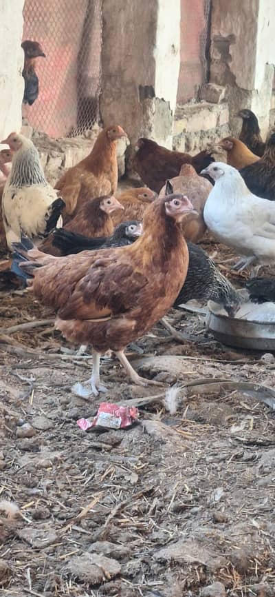 desi hen | golden misri | eggs starter hens | only  bulk quant
