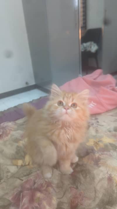 Persian kitten Fawn Color