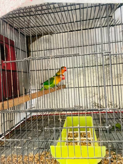 Both females egg laying healthy love birds