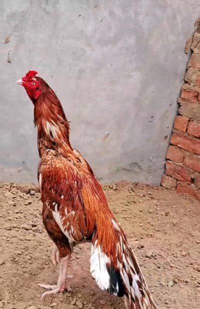 high quality bird for sale