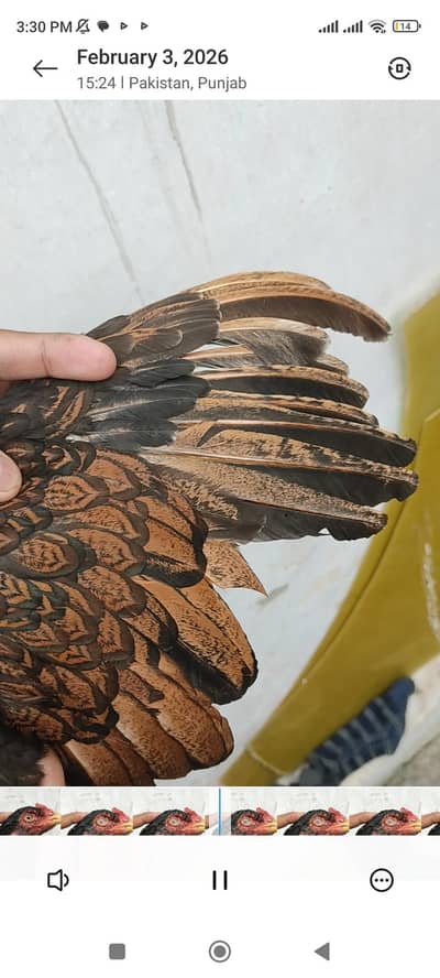 high quality bird for sale