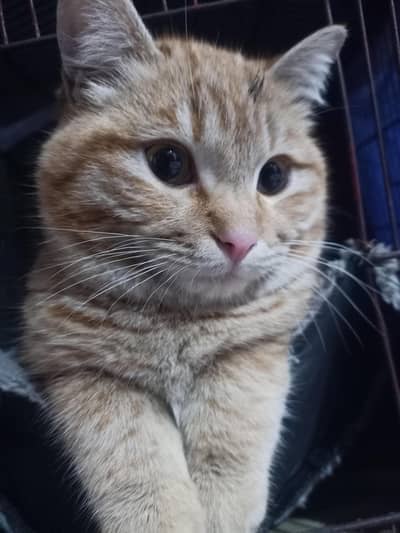 Single Coat Cat for Sale – Healthy & Active