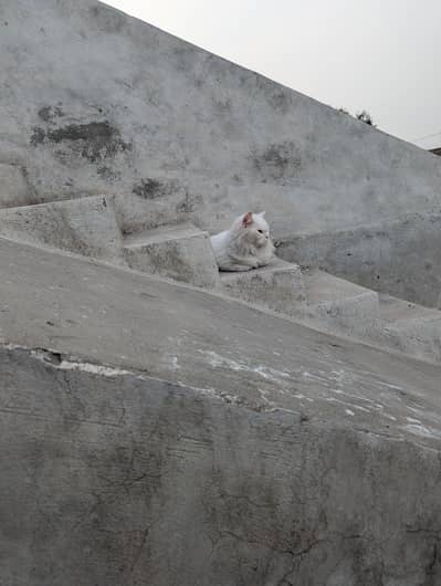 persian cat purr white