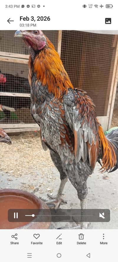 blue dragon, Thai, white shamoo breeder male for sale