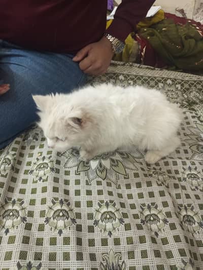 White Persian Cat ( 03290767085 )