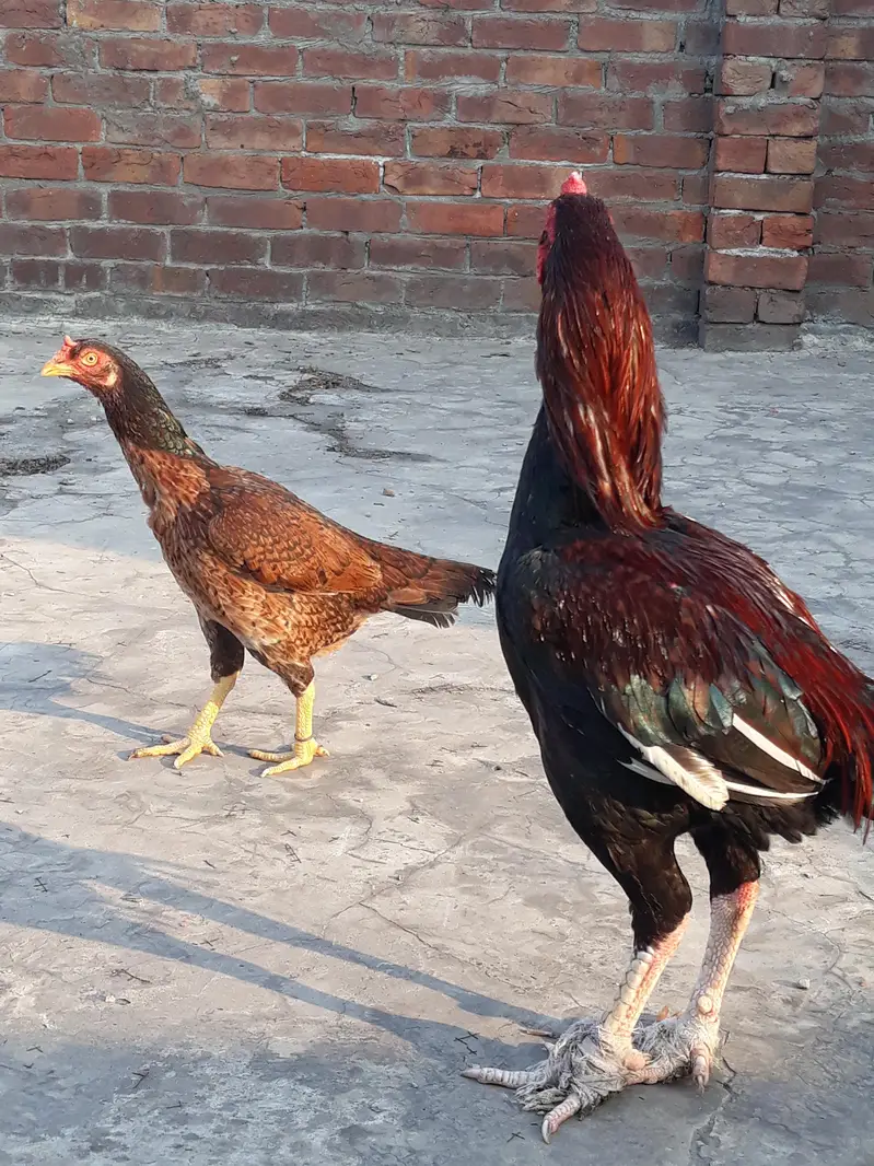 king pair — photo 3