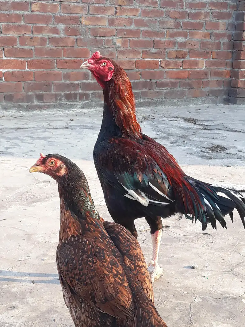 king pair — photo 4
