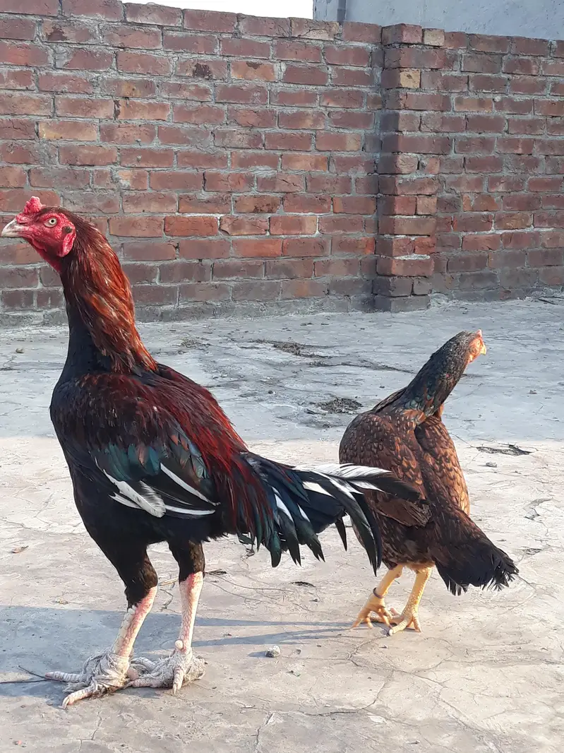 king pair — photo 5