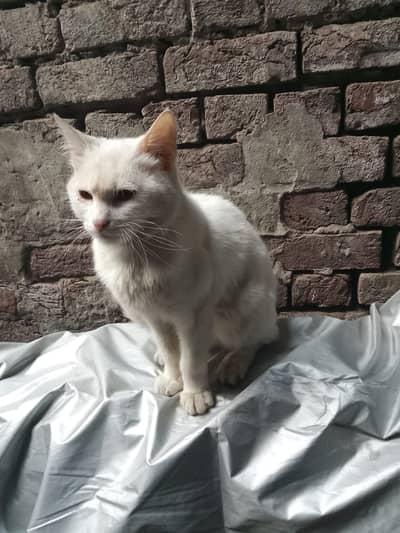 Yah bahut acchi hai aur uske alava yah chicken bhi khati hai aur cat