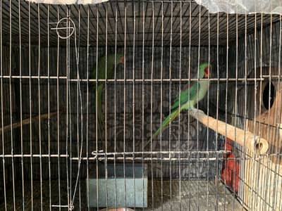 Raw breeder pair nail tail fly all ok