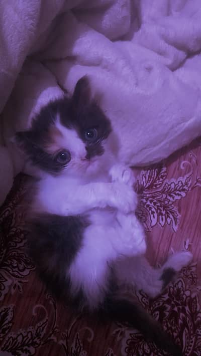 persian  kitten for sale