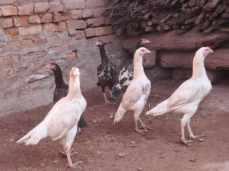 نسلی پرندے 0