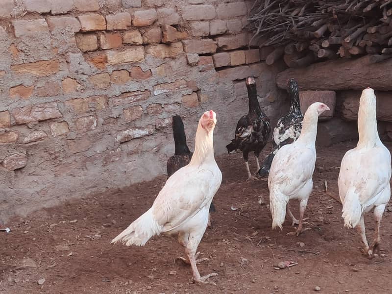 نسلی پرندے 1