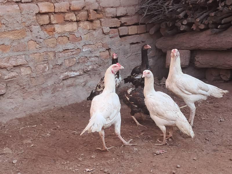 نسلی پرندے 2