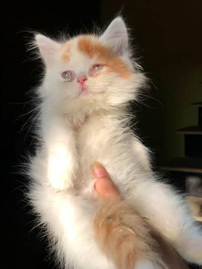 Adorable Male Kitten Available - Healthy and Litter Trained