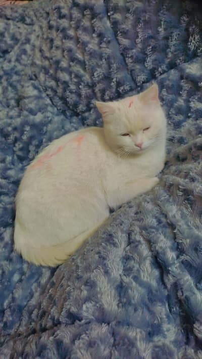 Persian female cat for sale