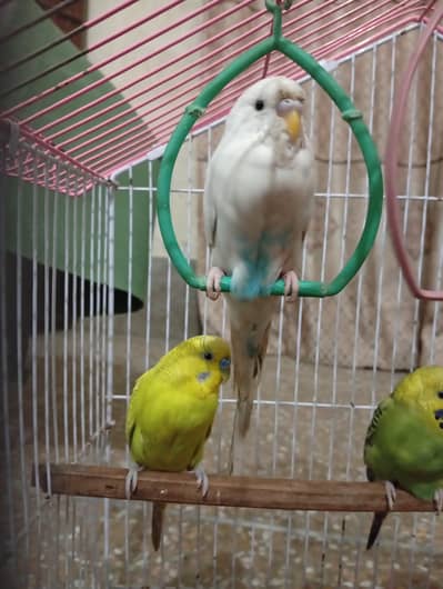 budgies