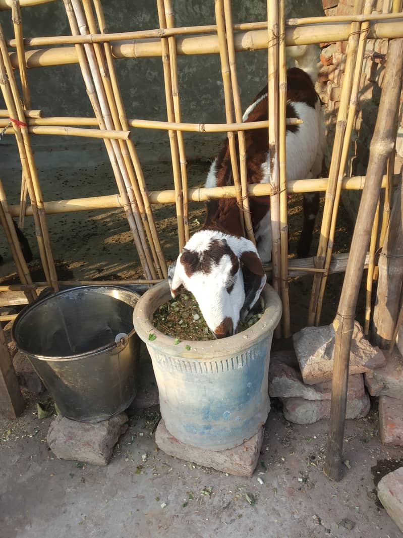 ناگرہ بکری 0