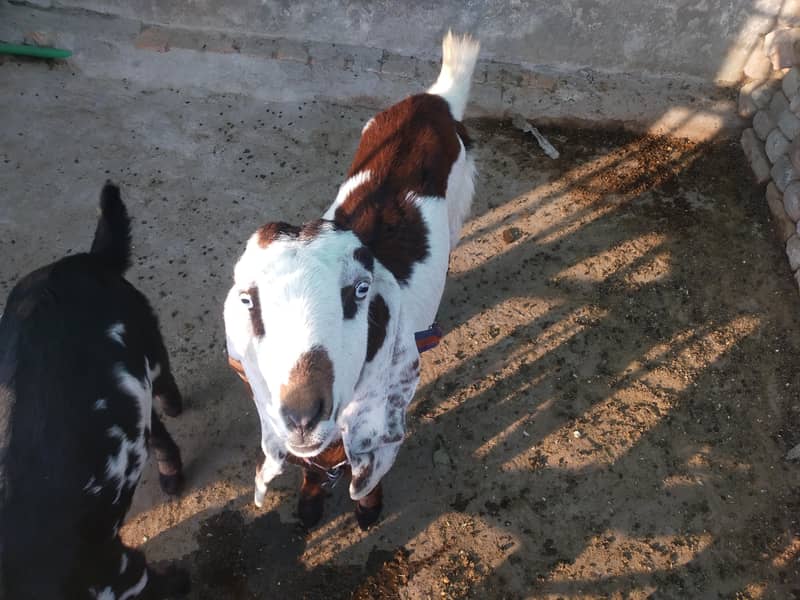 ناگرہ بکری 2