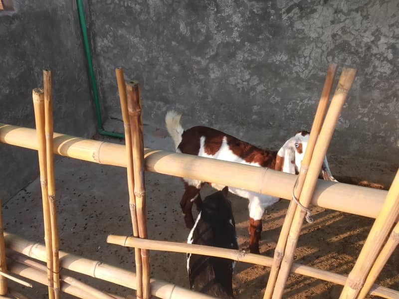 ناگرہ بکری 3