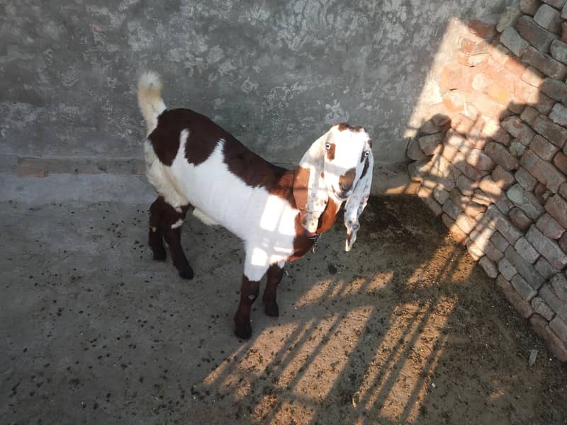 ناگرہ بکری 4