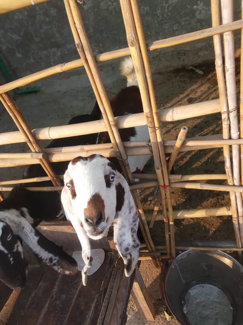 ناگرہ بکری 5