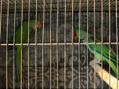 raw breeder pair 110percent  nail tail fly all ok