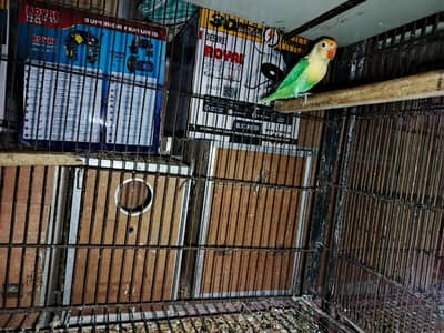 love birds for sale in lahore