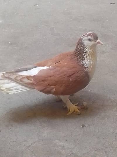 Skin  Pamosh Shirazi