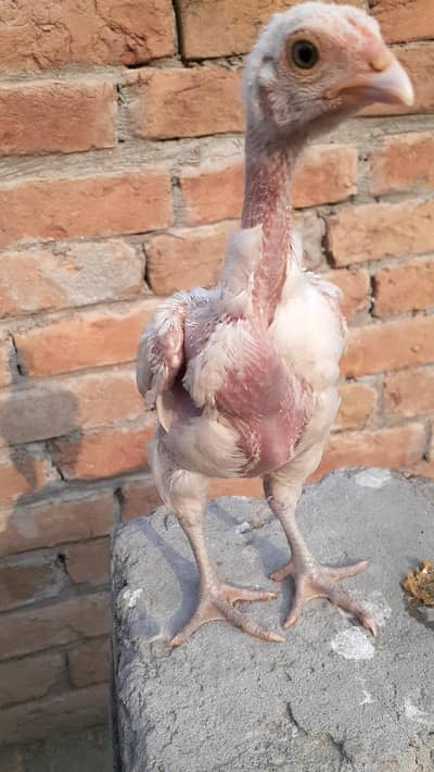 Pure Paper White Blue eys Heera Chicks بلیو آئ ہیرا اصیل چکس