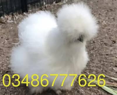 Turkey and silky fancy breed