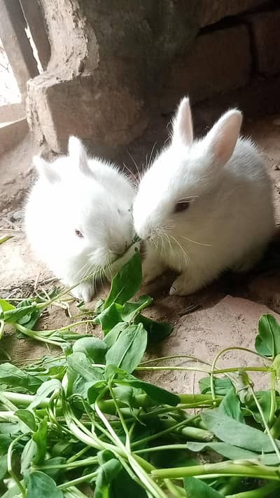 Red eyes Bunnies 1500 for one pair