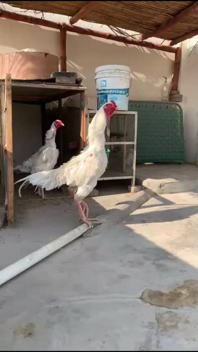 white king German o shamo chicks available