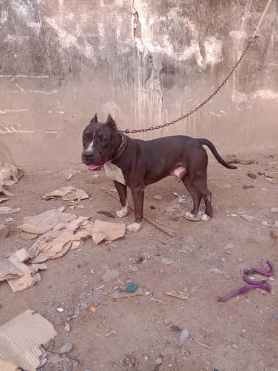 pitbul male for sale