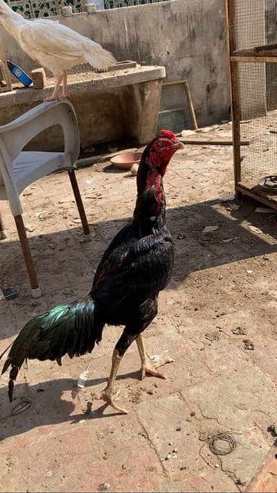 quality pathy pathiya available