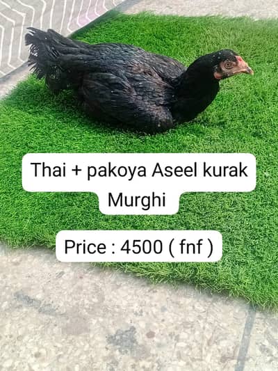 golden misri | desi murghi |eggs laying hens | kurak hen |fancy murgha
