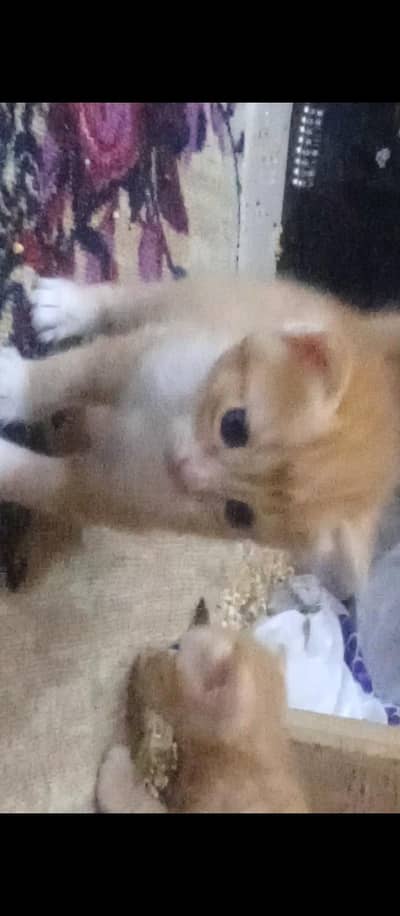 TURK KITTEN CUTE BABY  Age 02 Month