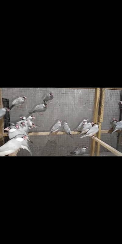 Iron cage and Java For sale