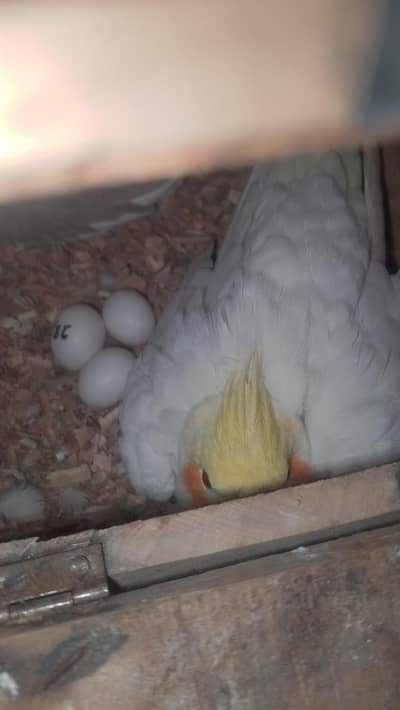 cocktail breeder pair with fresh eggs or box for sale read full ad plz