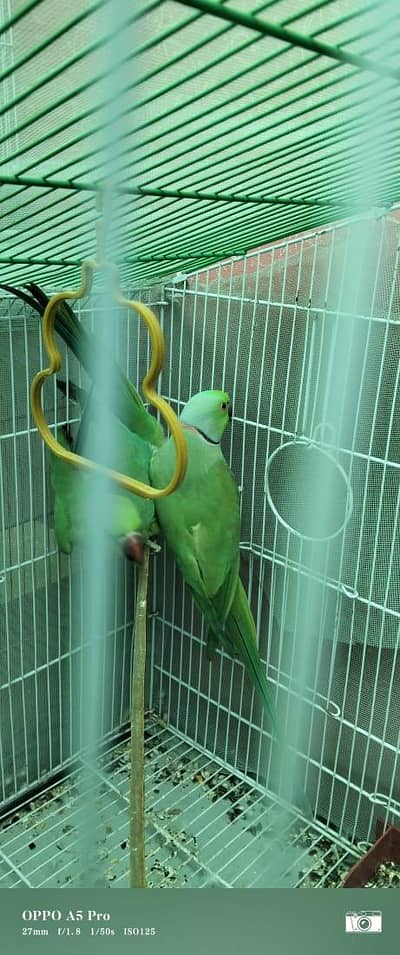 GREEN RINGNECK MITHU TOOTA
