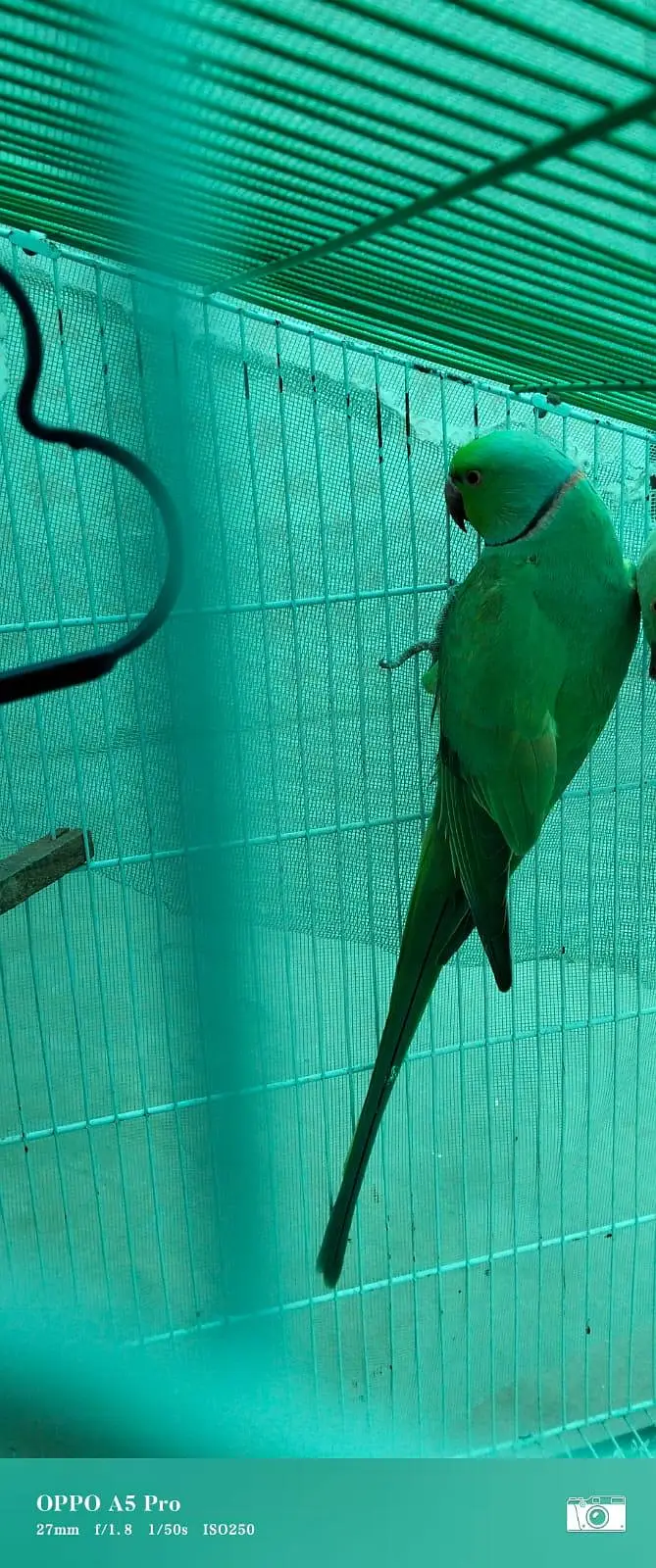 GREEN RINGNECK MITHU TOOTA — photo 2