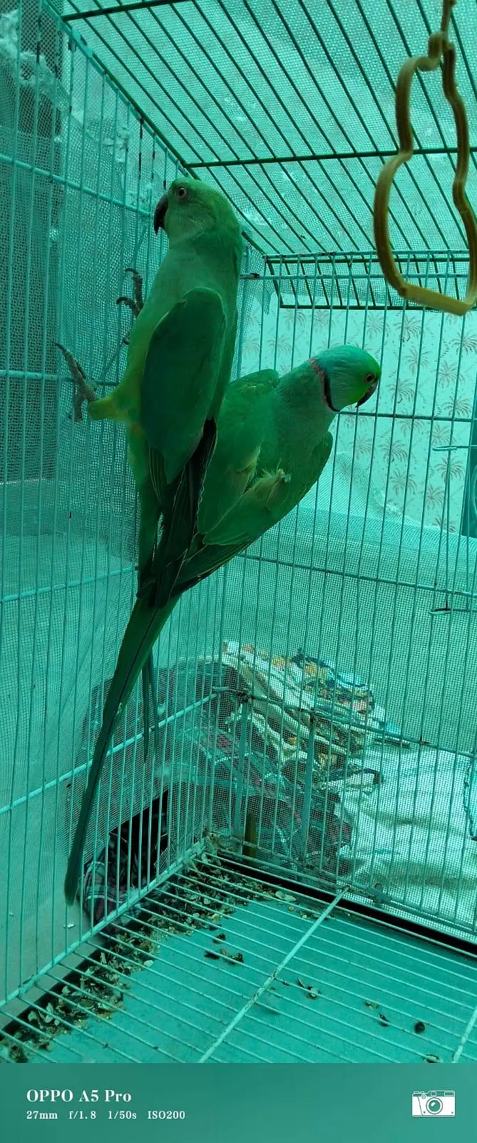 GREEN RINGNECK MITHU TOOTA — photo 3