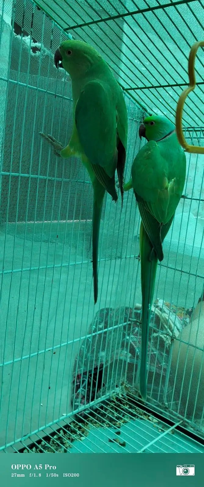GREEN RINGNECK MITHU TOOTA — photo 4