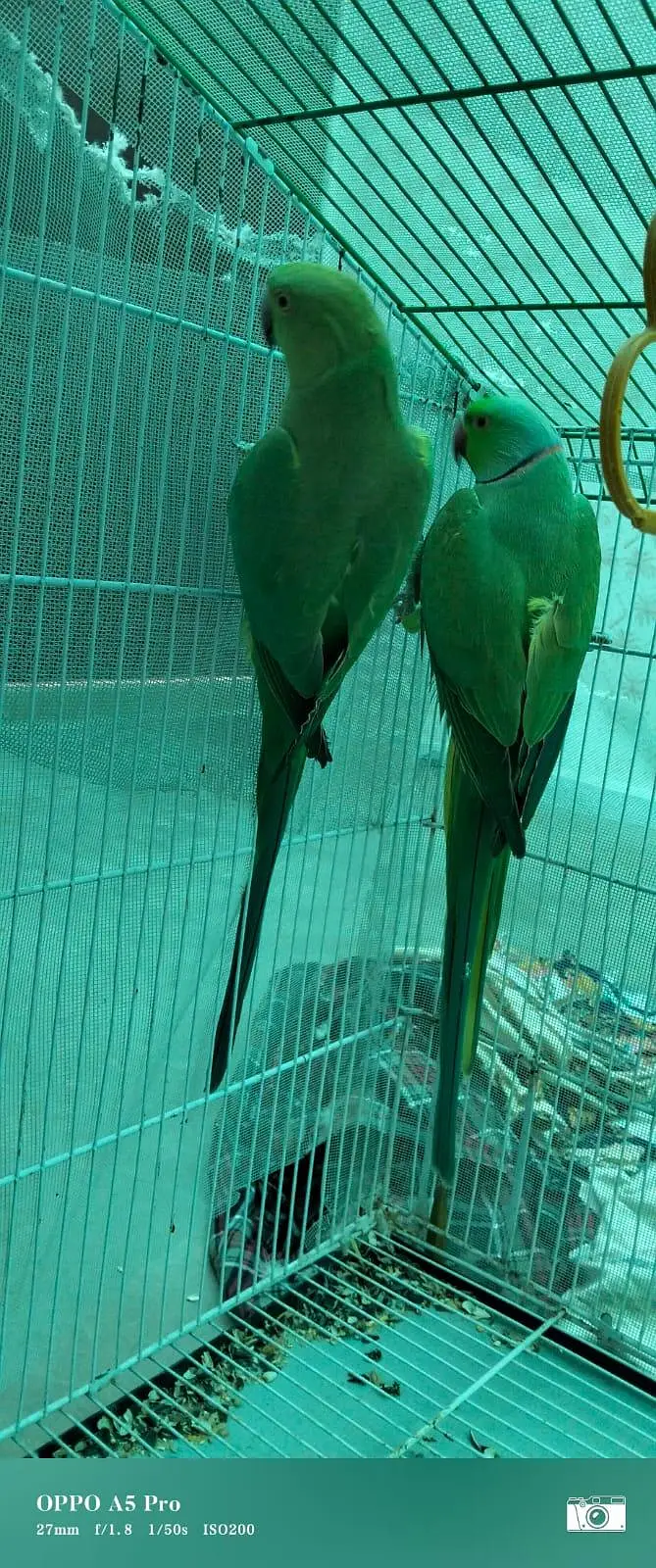 GREEN RINGNECK MITHU TOOTA — photo 5