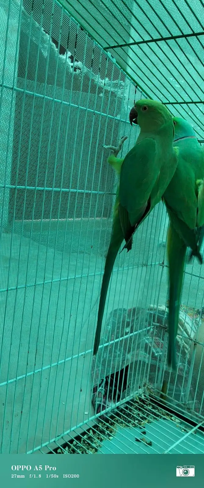 GREEN RINGNECK MITHU TOOTA — photo 6