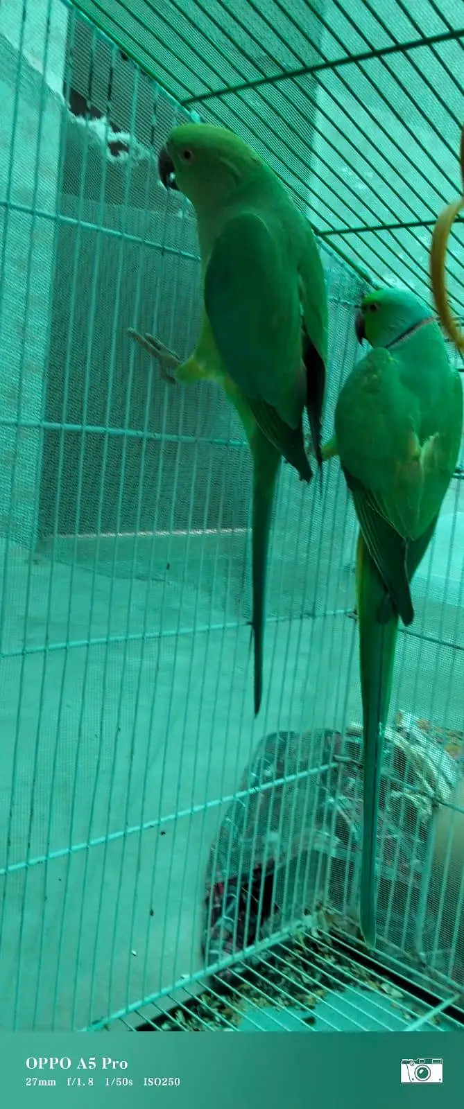 GREEN RINGNECK MITHU TOOTA — photo 7