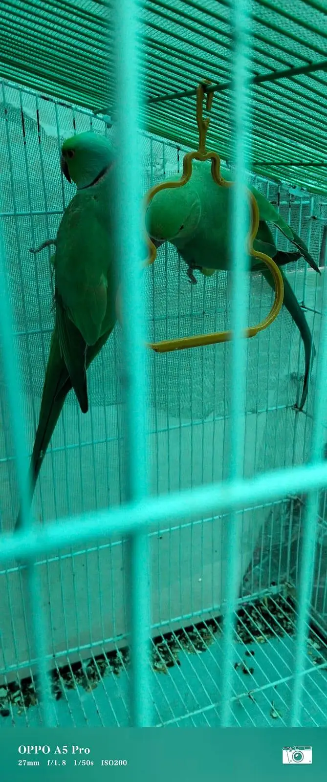 GREEN RINGNECK MITHU TOOTA — photo 8